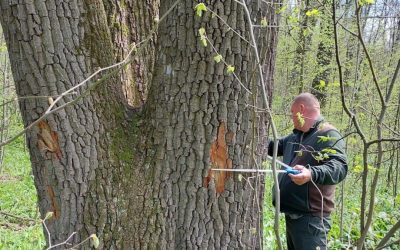 Buzoianu: Arborii seculari de lângă Iași, salvați! Vor rămâne pentru biodiversitate