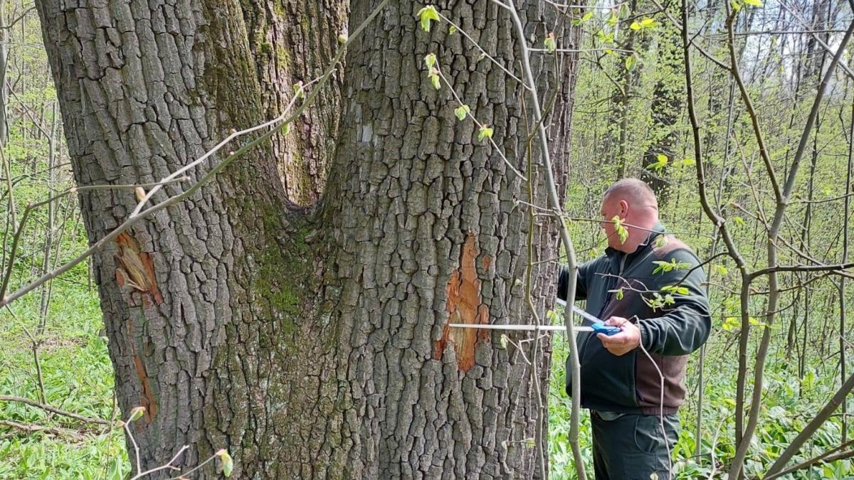 Buzoianu: Arborii seculari de lângă Iași, salvați! Vor rămâne pentru biodiversitate