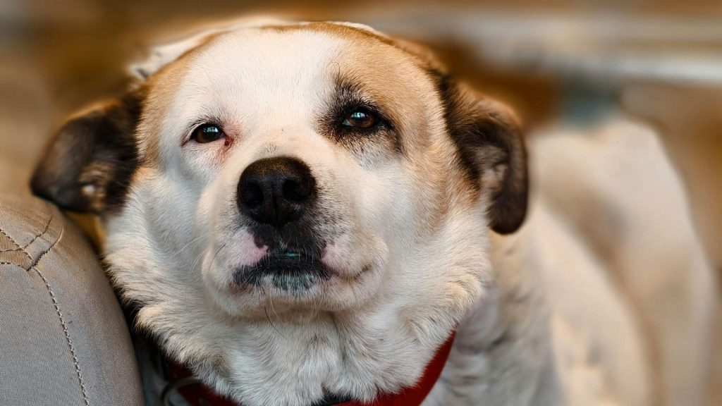 Doi bărbați au fost reținuți de polițiști, după ce au legat un câine de un copac, pe marginea drumului, animalul fiind ulterior găsit mort