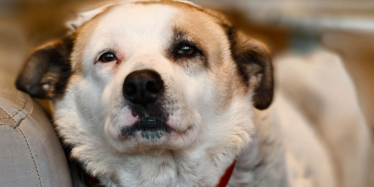 Doi bărbați din Caracal, acuzați de uciderea unui câine, sub control judiciar