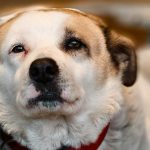 Doi bărbați din Caracal, acuzați de uciderea unui câine, sub control judiciar