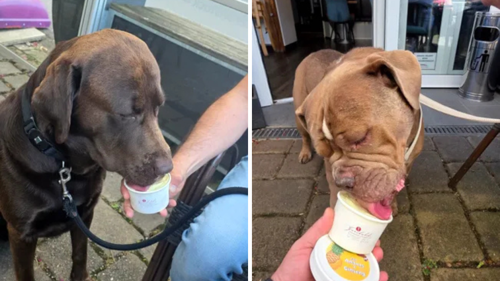 Românul care a dat lovitura în Germania: Înghețată pentru câini, profituri uriașe