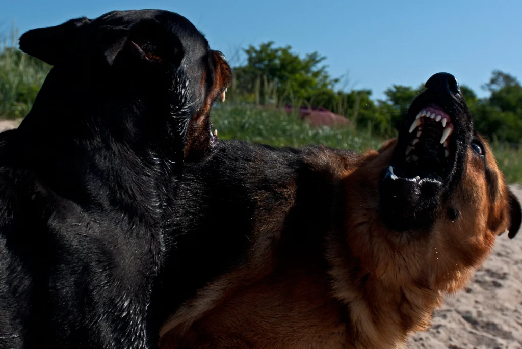 Polițiștii din Brașov au deschis dosare penale pentru doi proprietari de câini periculoși care au modificat ilegal aspectul animalelor prin intervenții chirurgicale