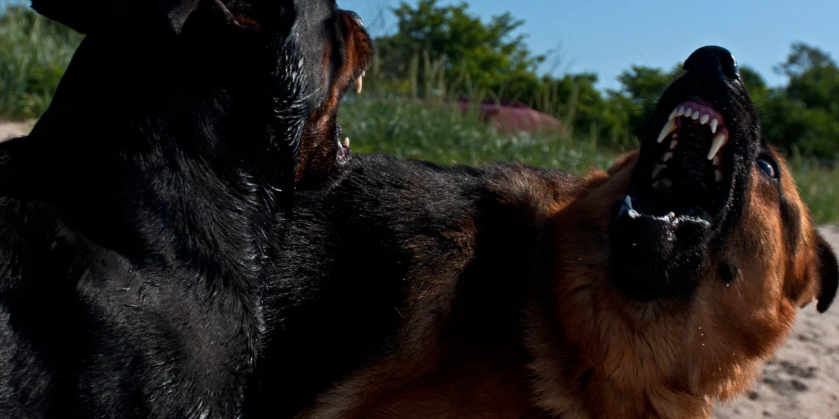 caini-periculosi-scaled-e1710182122677.jpg - JurnalUrban