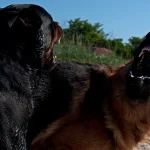 caini-periculosi-scaled-e1710182122677.jpg - JurnalUrban