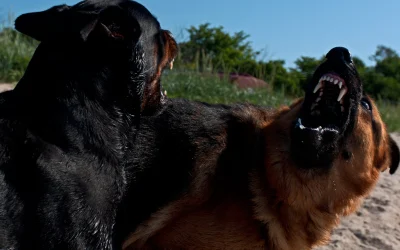 caini-periculosi-scaled-e1710182122677.jpg - JurnalUrban