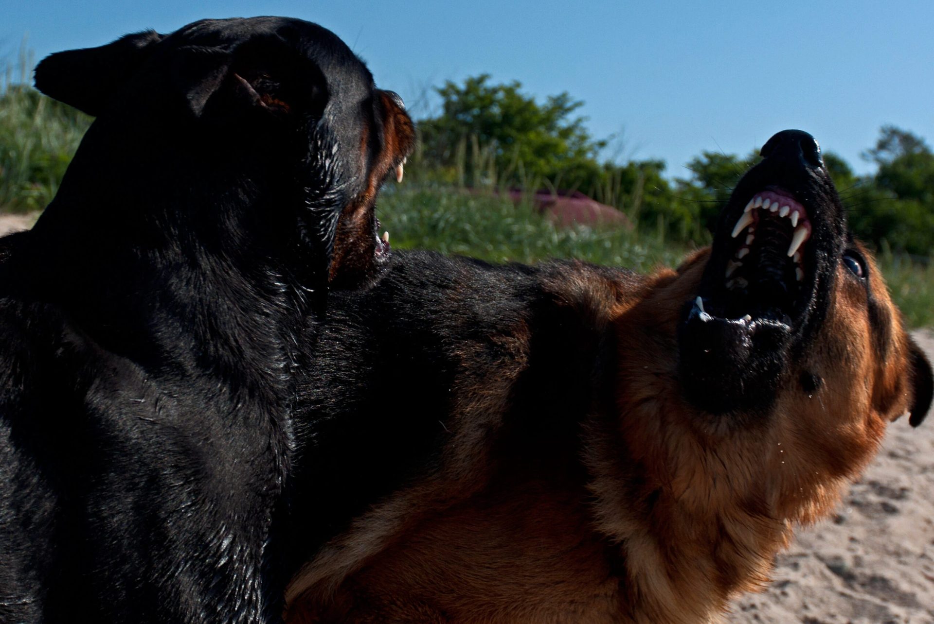 Polițiștii din Brașov au deschis dosare penale pentru doi proprietari de câini periculoși care au modificat ilegal aspectul animalelor prin intervenții chirurgicale