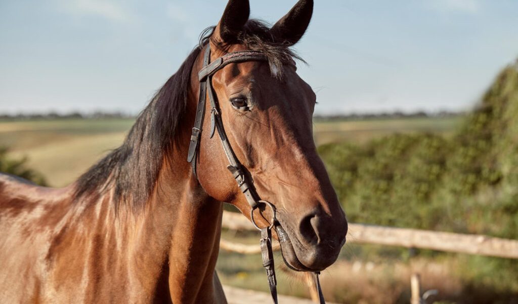 cal-cai-iapa-echitatie.jpg - JurnalUrban