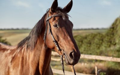 cal-cai-iapa-echitatie.jpg - JurnalUrban