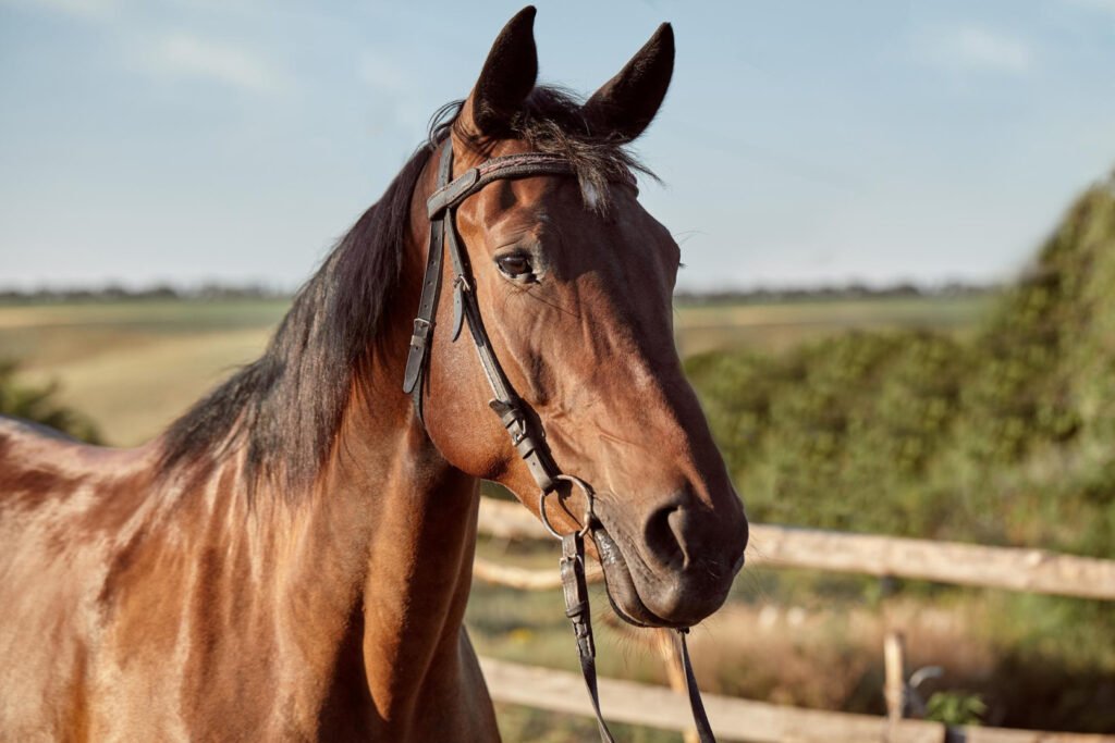 Bărbat din Bistrița-Năsăud, reținut pentru schingiuirea animalelor Un bărbat în vârstă de 39 de ani din localitatea Petriș, județul Bistrița-Năsăud, a fost reținut pentru 24 de ore de către polițiștii Biroului pentru Protecția Animalelor, în urma unor acuzații de schingiuire a animalelor