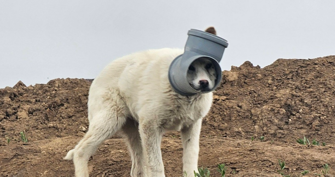 Câine prins în țeavă, chinuit zile-ntregi: Anchetă în Ilfov, apel urgent