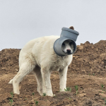 Câine prins în țeavă, chinuit zile-ntregi: Anchetă în Ilfov, apel urgent