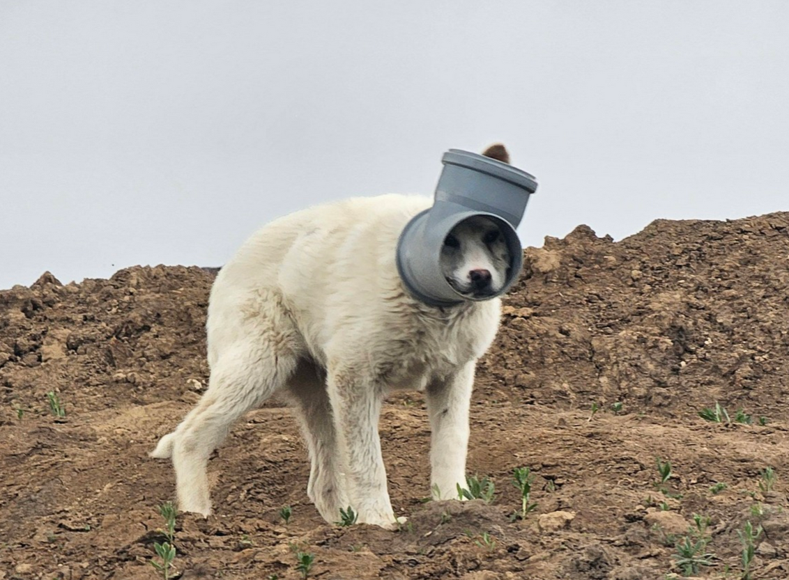 Un câine cu capul blocat într-o țeavă, urmărit de la începutul lunii aprilie, continuă să fugă și nu poate fi prins Echipele de intervenție din județul ILFOV se confruntă cu o situație dificilă