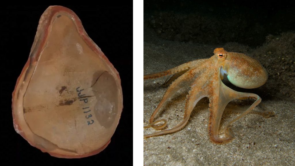 Marea ESCROCHERIE: Caracatița Anciana, o farsă. Cine era, de fapt