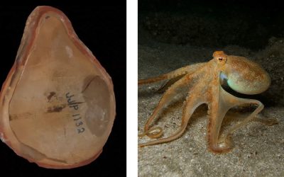 Marea ESCROCHERIE: Caracatița Anciana, o farsă. Cine era, de fapt