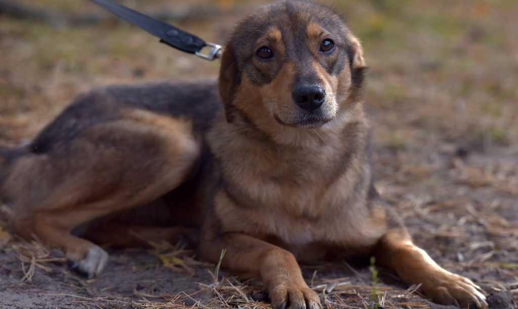 Dresor filmat în timp ce agresează un câine