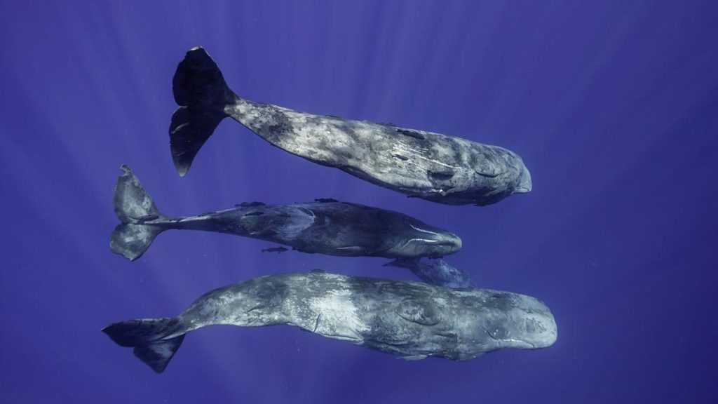 Cercetătorii, șocați: Sunetele cașaloților, mai complexe ca vorbirea umană