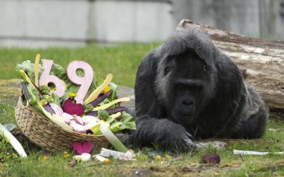 Gorila record, ziua la Berlin: Cel mai bătrân exemplar sărbătorește la Zoo