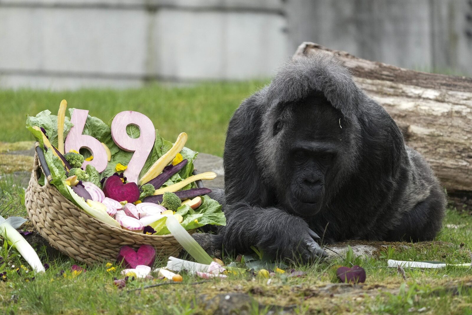 Gorila record, ziua la Berlin: Cel mai bătrân exemplar sărbătorește la Zoo