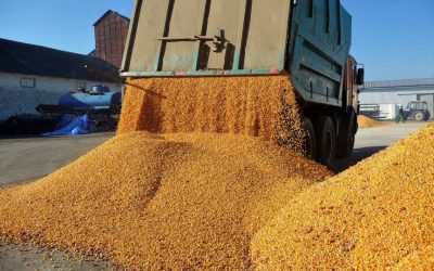 Afacerile Agropec Dionis, explozie în 2025: Traderii români, pe valul recoltei record