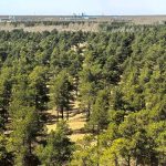 china-padure.jpg - JurnalUrban