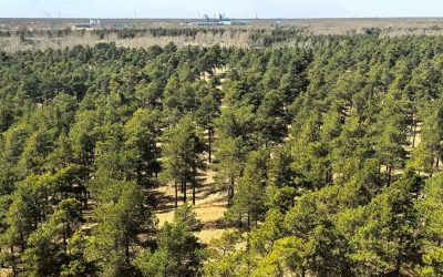 china-padure.jpg - JurnalUrban