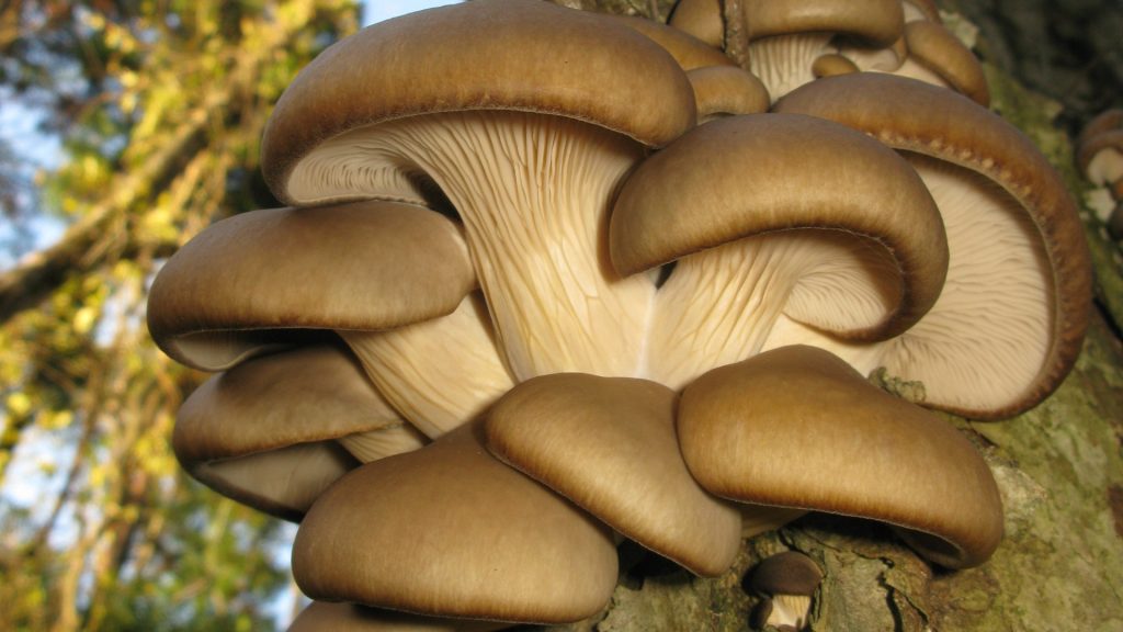 AI revoluționează agricultura: Zațul de cafea, transformat în ciuperci de Mushnomics