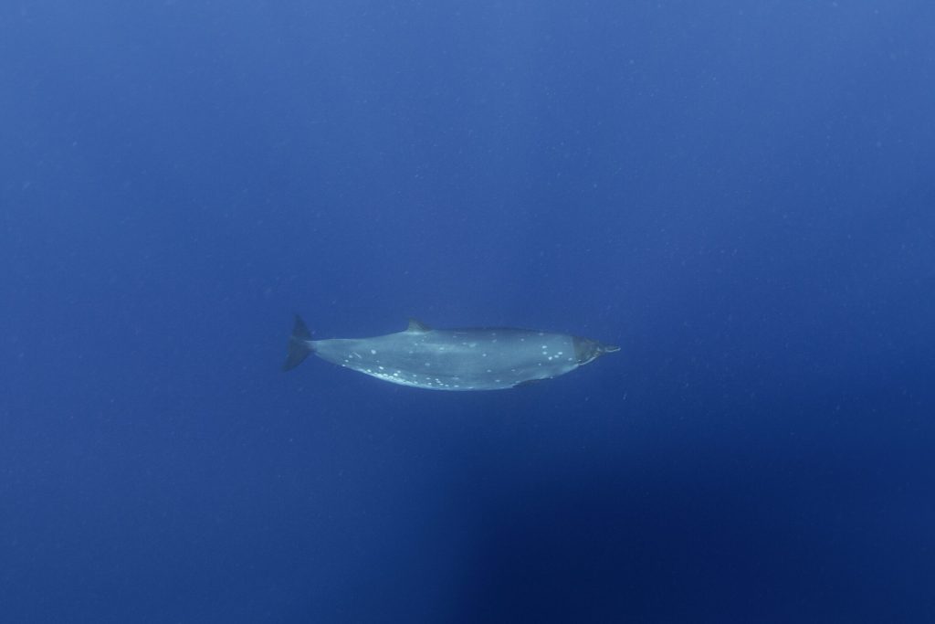 Creatură misterioasă din adâncuri: Cercetătorii, uluiți după 150 de ani de secrete