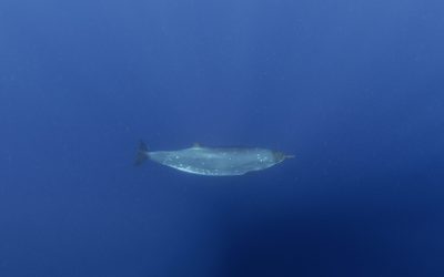 Creatură misterioasă din adâncuri: Cercetătorii, uluiți după 150 de ani de secrete