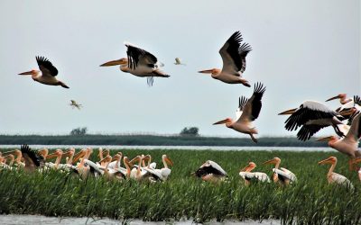 Situația critică: „Suntem la marginea prăpastiei”, avertizează experții