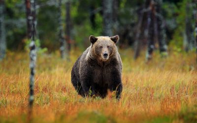 Urșii, VÂNAȚI! Deputații au dat VERDICTUL: Cotă dublă, câți vor fi uciși în 2026?