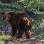 Primarul din Cluj, sfat inedit: Plimbările la biserică, cu zgomot și-n grup, din cauza urșilor