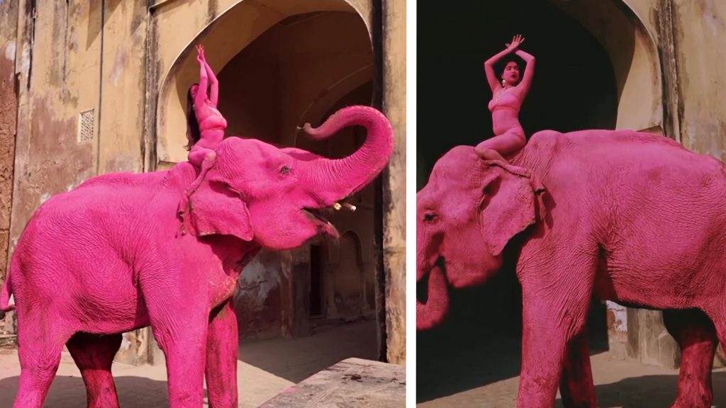 Chanchal, elefantul ROZ, moarte suspectă după ședința foto. INDIA, în foc