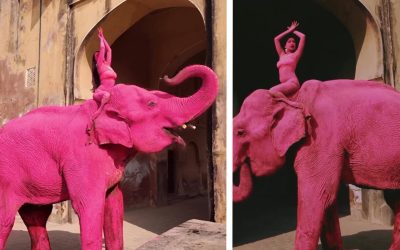 Chanchal, elefantul ROZ, moarte suspectă după ședința foto. INDIA, în foc