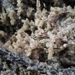 S-a încheiat sezonul de eliberare a icrelor de șalău în Razim-Sinoie