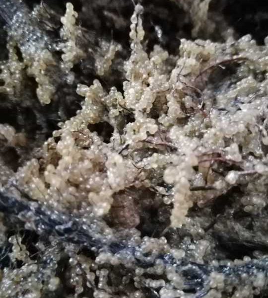 S-a încheiat sezonul de eliberare a icrelor de șalău în Razim-Sinoie