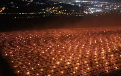 Costuri uriașe pentru pomicultorii din Cluj: 40.000 de euro dați foc peste noapte