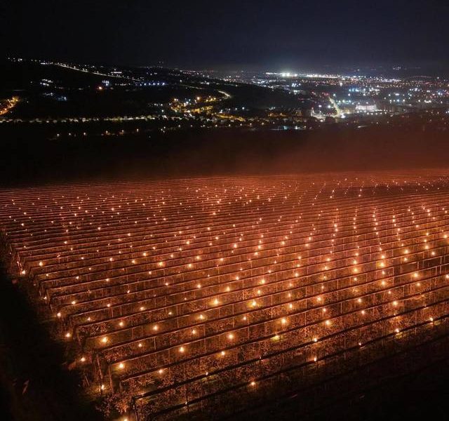 Costuri uriașe pentru pomicultorii din Cluj: 40.000 de euro dați foc peste noapte