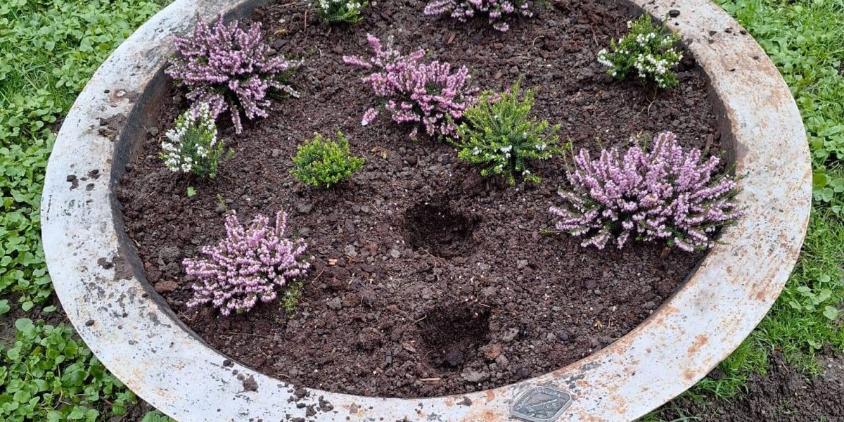 flori-furate-din-jardiniera-parcul-cismigiu-e1775294368634.jpg - JurnalUrban