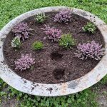 flori-furate-din-jardiniera-parcul-cismigiu-e1775294368634.jpg - JurnalUrban