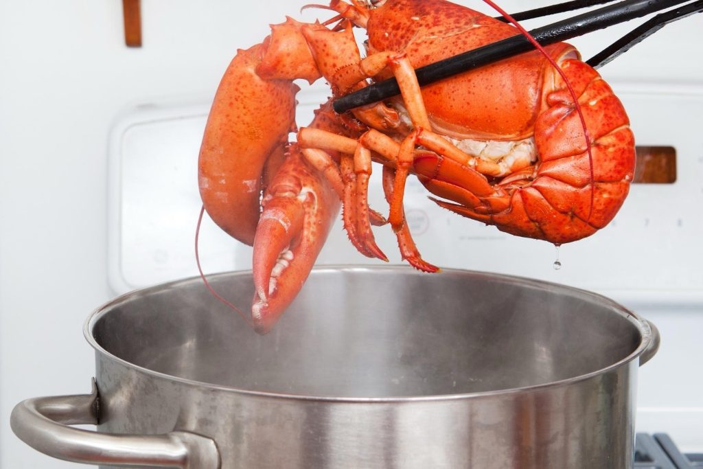 Oameni de știință cer stop fierberii homarilor: „E o cruzime inumană”