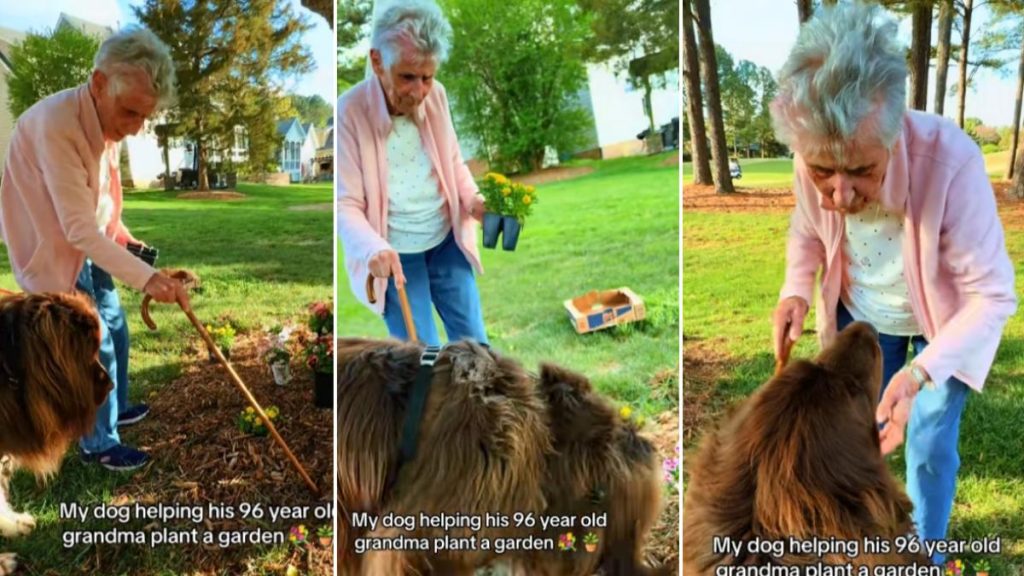 Bătrânica de 96 de ani și gigantul canin: Cum plantează flori în grădină
