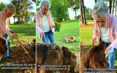 Bătrânica de 96 de ani și gigantul canin: Cum plantează flori în grădină