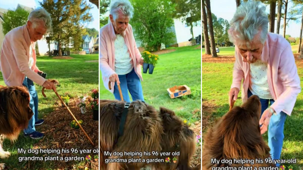 Bătrânica de 96 de ani și gigantul canin: Cum plantează flori în grădină