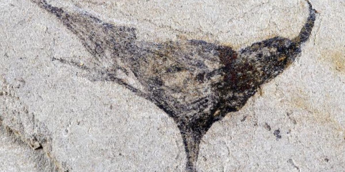 O descoperire paleontologică majoră din China contrazice teoria acceptată despre evoluția vieții complexe pe Pământ