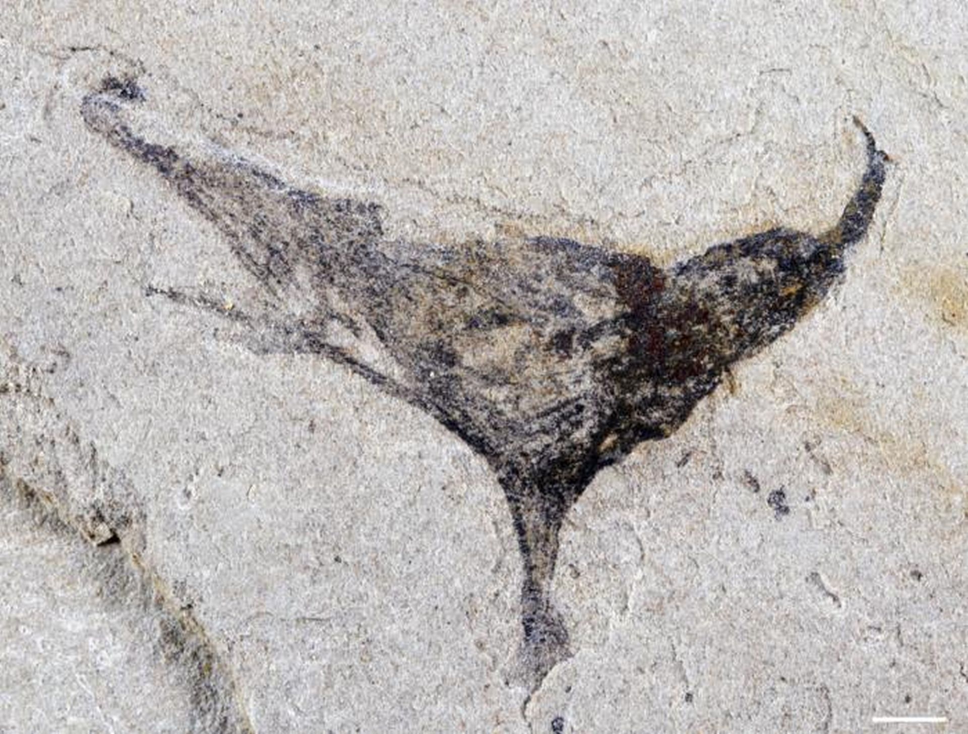 O descoperire paleontologică majoră din China contrazice teoria acceptată despre evoluția vieții complexe pe Pământ