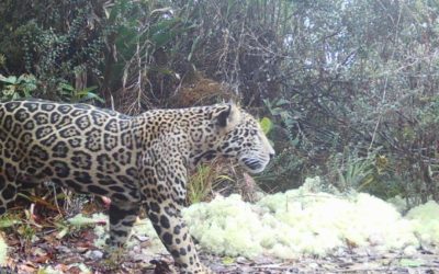 Jaguarul Norilor, VĂZUT după 10 ani în Honduras, la 2.200 m altitudine