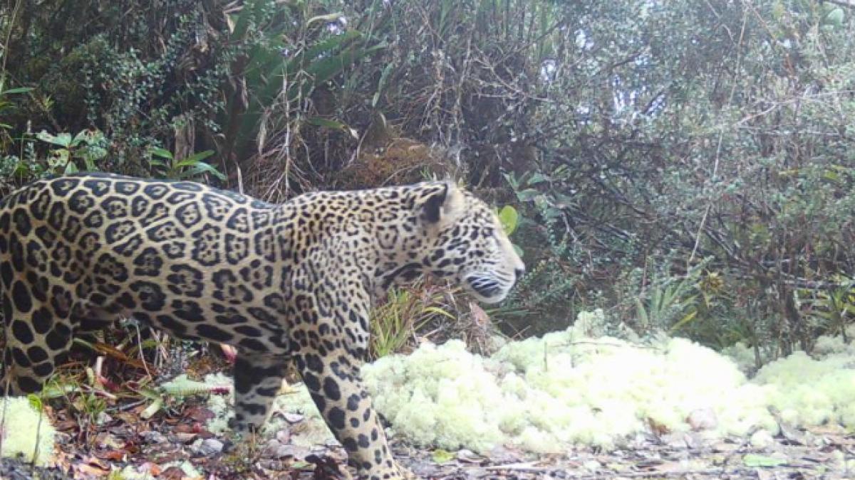 Jaguarul Norilor, VĂZUT după 10 ani în Honduras, la 2.200 m altitudine