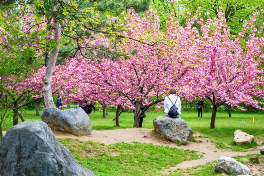 Hanami în Parcul Regele Mihai I din București: Flori de cireș și atmosferă asiatică
