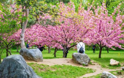 Hanami în Parcul Regele Mihai I din București: Flori de cireș și atmosferă asiatică